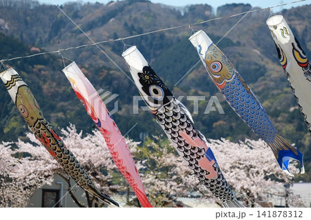 たなびく鯉のぼりと桜(相川水辺 岐阜県 垂井町) たなびく鯉のぼりと桜(相川水辺 岐阜県 垂井町) 141878312