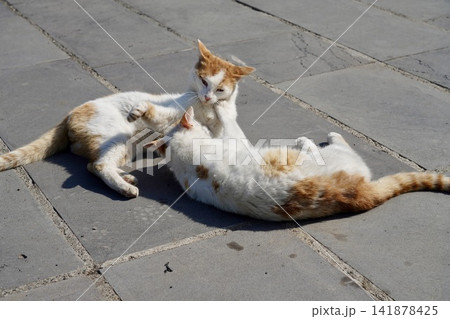 アルメニア ガルニ神殿の猫 アルメニア ガルニ神殿の猫 141878425