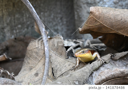 Lizard, leaf, reptile, nature, wildlife hiding among dry forest litter Lizard, leaf, reptile, nature, wildlife hiding among dry forest litter 141878486
