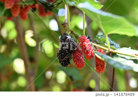 Mulberry, fruit, berry, leaf, branch with ripe red and dark harvest in garden 141878489