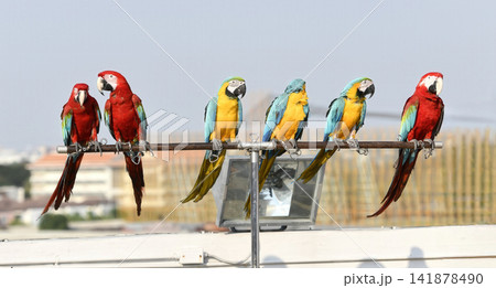 Parrot, macaw, bird, perch, colorful group on outdoor metal stand Parrot, macaw, bird, perch, colorful group on outdoor metal stand 141878490