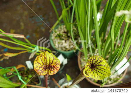食虫植物 食虫植物 141878740