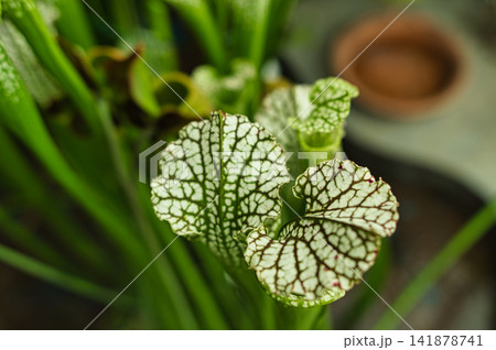 食虫植物 食虫植物 141878741