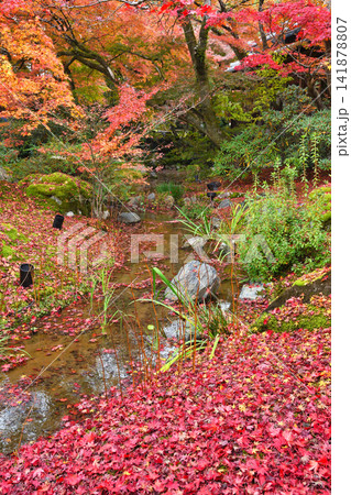 京都 宝厳院 獅子吼の庭 秋の美しい紅葉(京都府京都市右京区) 京都 宝厳院 獅子吼の庭 秋の美しい紅葉(京都府京都市右京区) 141878807