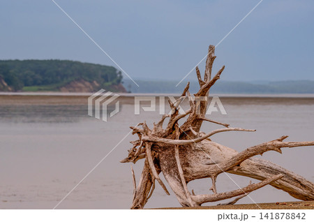 漁港の流木 漁港の流木 141878842