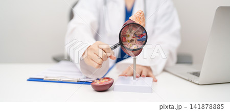 Doctor with Kidney Adrenal gland anatomy model. disease of Urinary system and Stones, Cancer, world kidney day, Chronic kidney, Urology, Nephritis, Renal, Transplant and health concept 141878885
