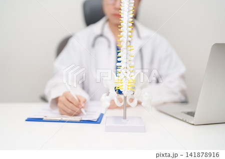 Doctor with human Spine anatomy model. Spinal Cord Disorder and disease, Back pain, Lumbar, Sacral pelvis, Cervical neck, Thoracic, Coccyx, Orthopedist, chiropractic, Office Syndrome and health 141878916