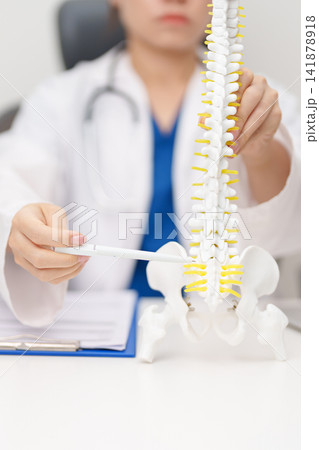 Doctor with human Spine anatomy model. Spinal Cord Disorder and disease, Back pain, Lumbar, Sacral pelvis, Cervical neck, Thoracic, Coccyx, Orthopedist, chiropractic, Office Syndrome and health 141878918