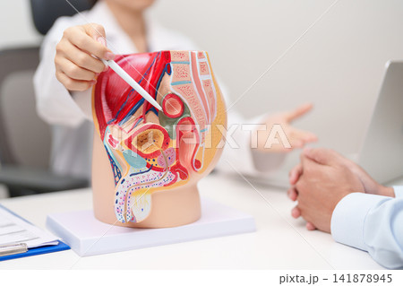 Doctor with Male Reproductive System anatomy model. Male consultation, Prostate Cancer, Enlarged prostate, Prostatitis disease, Male Infertility, Erectile dysfunction, Penis and Male genital disorder Doctor with Male Reproductive System anatomy model. Male consultation, Prostate Cancer, Enlarged prostate, Prostatitis disease, Male Infertility, Erectile dysfunction, Penis and Male genital disorder 141878945