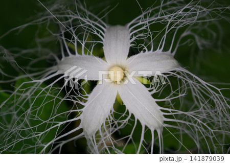 夜間に咲くカラスウリの花 夜間に咲くカラスウリの花 141879039