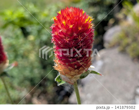 鮮やかな赤色に染まるセンニチコウの花 鮮やかな赤色に染まるセンニチコウの花 141879302