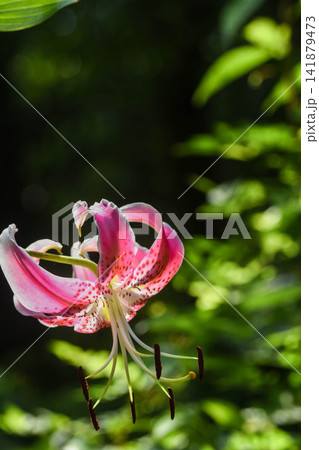 夏の花　カノコユリ 141879473