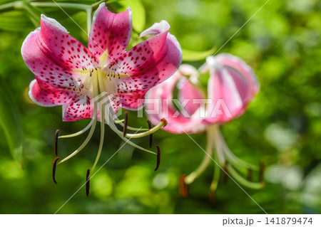 夏の花　カノコユリ 141879474
