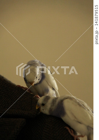 洋服で遊ぶセキセイインコ（海と空） 141879515