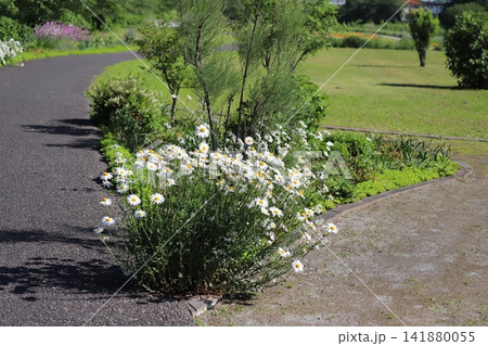 春の公園に咲く白いフランスギクなどの花々の風景 春の公園に咲く白いフランスギクなどの花々の風景 141880055