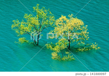 コバルトブルーの湖面と新緑のヤナギ コバルトブルーの湖面と新緑のヤナギ 141880097