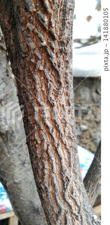 A tree trunk displaying rough, deeply furrowed bark with a natural pattern. A tree trunk displaying rough, deeply furrowed bark with a natural pattern. 141880105