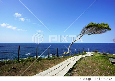 能登半島の絶景・聖域の岬に佇む一本の松と日本海 141880252