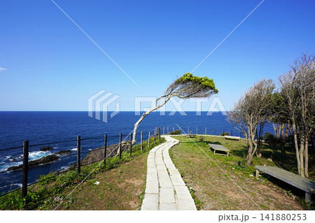 能登半島の絶景・聖域の岬に佇む一本の松と日本海 141880253