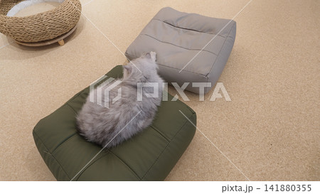 Cat resting on a soft cushion in a cozy room 141880355