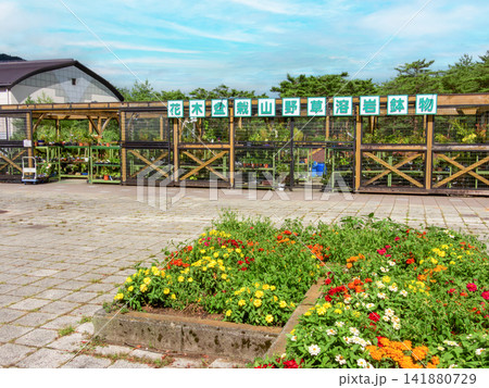 道の駅なるさわ　花木　盆栽　山野草　溶岩　鉢物 141880729