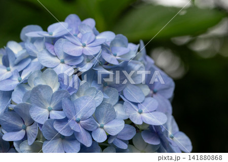 初夏に咲く淡いブルーの紫陽花 初夏に咲く淡いブルーの紫陽花 141880868