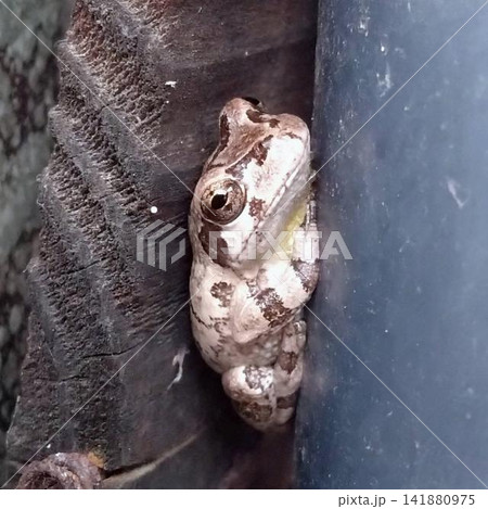 狭い隙間の物陰に隠れて一休みするハイイロアマガエル 141880975