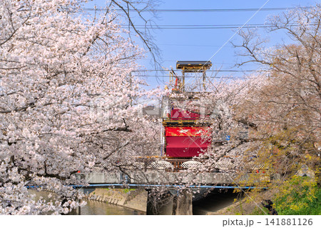 岩倉桜まつり　五条川と山車 141881126