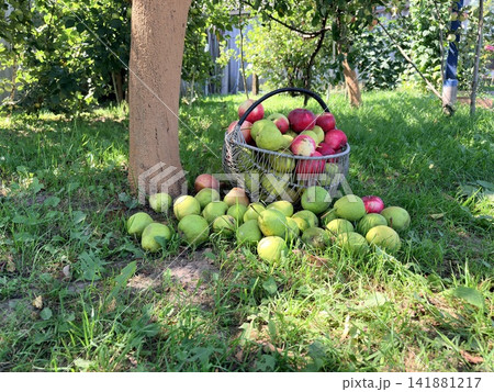 Wire basket filled with red apples and green pears on the grass in an orchard Wire basket filled with red apples and green pears on the grass in an orchard 141881217