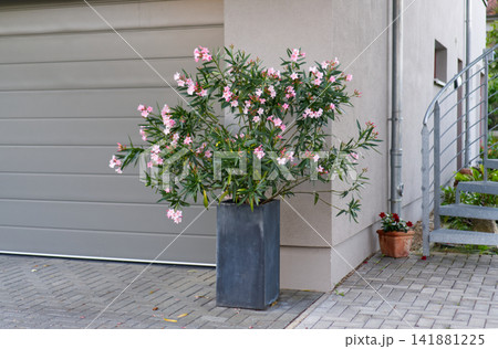 Blooming oleander shrub in a tall planter next to a house wall Blooming oleander shrub in a tall planter next to a house wall 141881225
