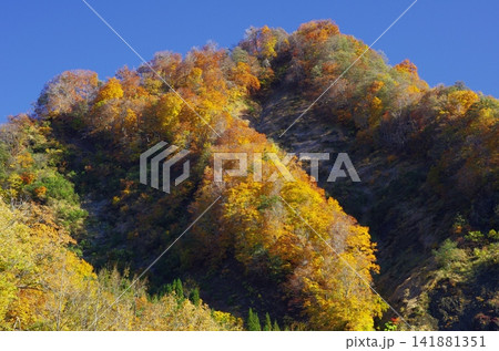 秋の長野県小谷鎌蒲池とその途中の紅葉が大変美しく変化に富んでいます。 秋の長野県小谷鎌蒲池とその途中の紅葉が大変美しく変化に富んでいます。 141881351
