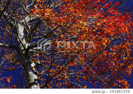秋の長野県小谷鎌蒲池とその途中の紅葉が大変美しく変化に富んでいます。 秋の長野県小谷鎌蒲池とその途中の紅葉が大変美しく変化に富んでいます。 141881359