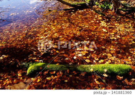 秋の長野県小谷鎌蒲池とその途中の紅葉が大変美しく変化に富んでいます。 秋の長野県小谷鎌蒲池とその途中の紅葉が大変美しく変化に富んでいます。 141881360
