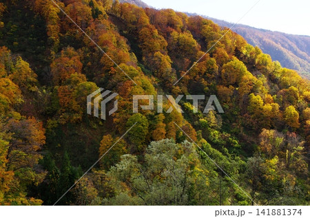 秋の長野県小谷鎌蒲池とその途中の紅葉が大変美しく変化に富んでいます。 141881374
