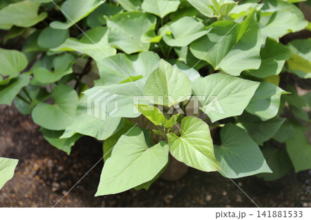 プランターで育つサツマイモ｜夏｜青々と茂るつると葉の家庭菜園 141881533