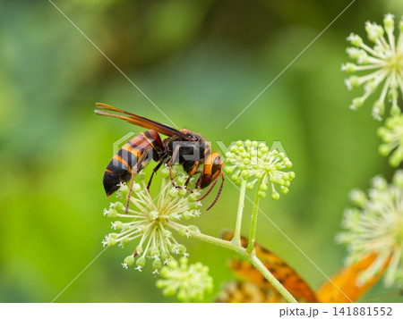 ウドの花蜜を吸うヒメスズメバチ ウドの花蜜を吸うヒメスズメバチ 141881552