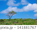 爽快の美幌峠 141881767