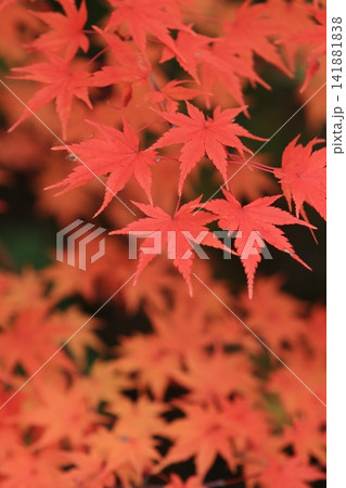 真っ赤に色づいた紅葉　真っ赤なかえで　紅葉 141881838