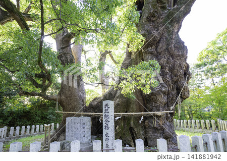 宇美八幡宮にある衣掛の森と呼ばれる素晴らしい樟の巨木 (福岡県糟屋郡宇美町) 宇美八幡宮にある衣掛の森と呼ばれる素晴らしい樟の巨木 (福岡県糟屋郡宇美町) 141881942