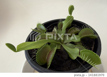 手軽に育てられる食虫植物のハエトリグサ 手軽に育てられる食虫植物のハエトリグサ 141881970