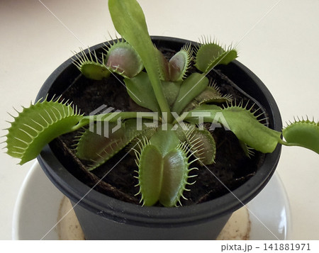観葉植物としても人気の食虫植物ハエトリグサ 観葉植物としても人気の食虫植物ハエトリグサ 141881971