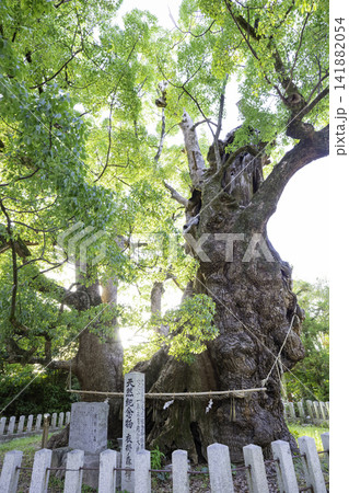 宇美八幡宮にある衣掛の森と呼ばれる素晴らしい樟の巨木 (福岡県糟屋郡宇美町) 宇美八幡宮にある衣掛の森と呼ばれる素晴らしい樟の巨木 (福岡県糟屋郡宇美町) 141882054