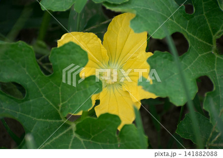 トウガンの花 トウガンの花 141882088