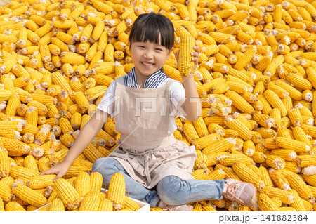 Happy little girl sitting on a huge pile of golden corn cobs and holding one up during harvest. Happy little girl sitting on a huge pile of golden corn cobs and holding one up during harvest. 141882384