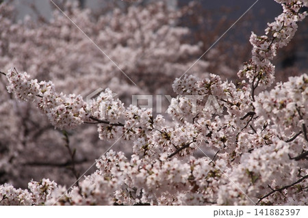 恩田川の桜 恩田川の桜 141882397