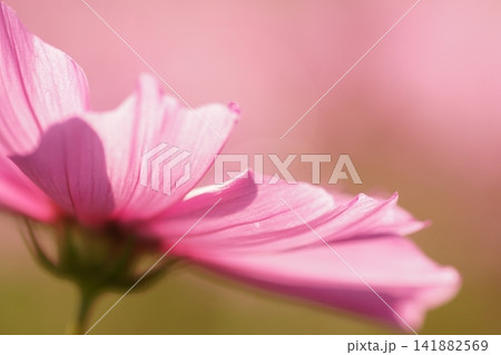 コスモスの花のある風景 コスモスの花のある風景 141882569