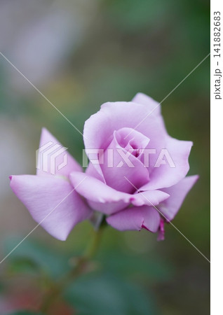 一輪の紫の薔薇 141882683