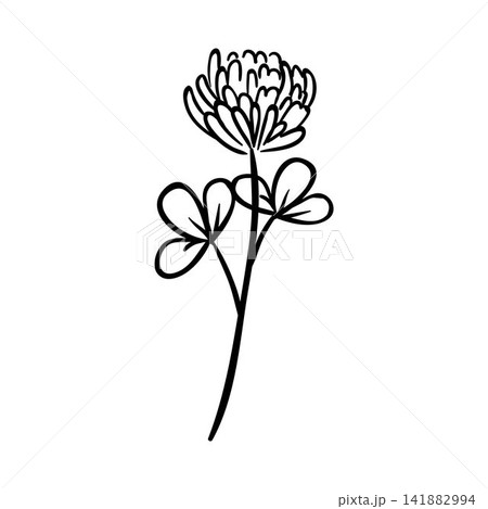 Minimal botanical sketch of a blooming clover Minimal botanical sketch of a blooming clover 141882994