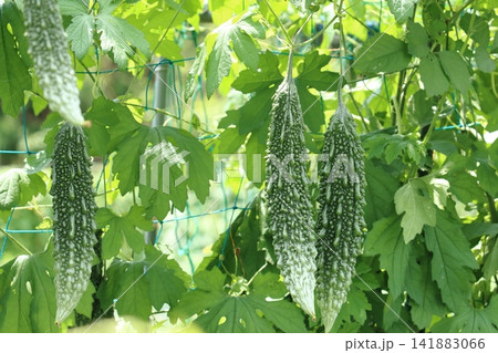 大きく実ったゴーヤ 夏野菜ニガウリ 大きく実ったゴーヤ 夏野菜ニガウリ 141883066