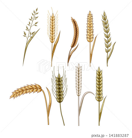 Cereal grains creating agriculture food production illustration Cereal grains creating agriculture food production illustration 141883287